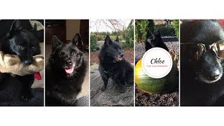 Chloes Song Excerpt A Schipperke Ballad [upl. by Nytsirhc]