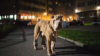 Training Your Chinese SharPei for Scent Detection Work [upl. by Resay]