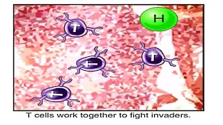 B CELLS and T CELLS EXPLAINED [upl. by Senhauser178]