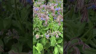 Borage  flowers amp leaves  August 2021 [upl. by Arikahc570]