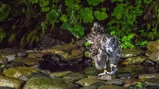 羅臼のシマフクロウ Blakiston’s fish owl [upl. by Fariss]