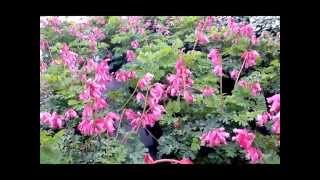 Best Garden Perennials Dicentra Luxuriant Bleeding Heart [upl. by Luz]