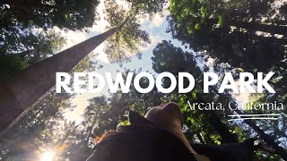 Exploring the Majestic Redwood Forest of Arcata California A Journey into Natures Giants [upl. by Notyal]