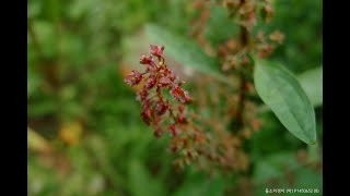 A0035 돌소리쟁이Rumex obtusifolius 영어명 broadleaveddock bitterdock 약효 각기 건위 변비 부종 [upl. by Notserp449]