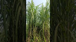 Vsi 8005 sugarcane variety farming sugarcanefarming kisanagriculture [upl. by Bobbee267]