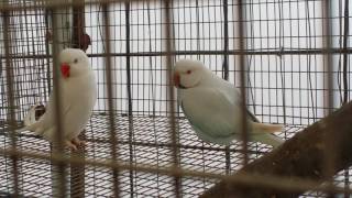 BLUE PALLID INDIAN RINGNECK PARROTS  Talking Dancing Courting [upl. by Alehs823]