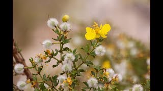 Larrea tridentata creosote bush [upl. by Ruthe137]