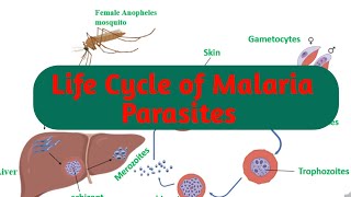 Life Cycle of Malaria parasites  Plasmodium life cycle  schizogenic and sporogonic phases [upl. by Slin]