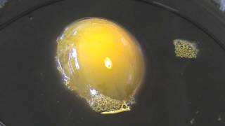 Demonstration of Osmosis using an Egg [upl. by Adierf243]