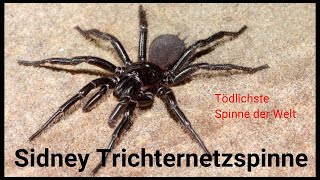 Sydney Trichternetzspinne [upl. by Rehposirhc]