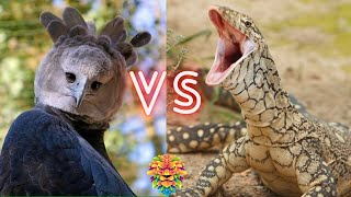 Harpy Eagle VS Perentie Monitor Lizard Who Will Win The Fight [upl. by Cirdnek]