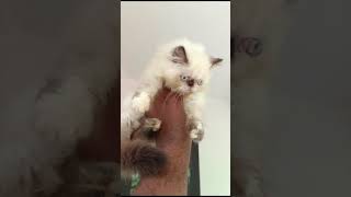 Himalayan Punch faced Kitten cat kitten [upl. by Sabina]