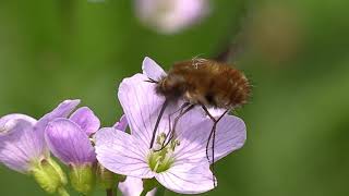 Gewone wolzwever  Bombylius major ©ton vranken 2021 [upl. by Raycher]