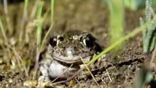 eastern spadefoot toad Pelobates syriacus [upl. by Jeaz]