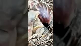 CloseUp Footage of Birds Nesting and Feeding [upl. by Sirtimid667]