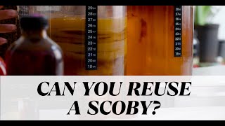 Do Kombucha SCOBYsPellicles Expire [upl. by Akirdna216]