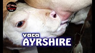 LA VACA MAS LECHERA DEL MUNDO – RAZA DE VACA LECHERA AYRSHIRE – La vaca mas cara de mundo [upl. by Charita822]