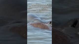 Manatees Communication Sounds Shorts [upl. by Culbertson308]