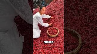 quotHow Chinese Farmers Grow Chillies with Wheat Genius Farming Hackquot virulshort virulshorts [upl. by Fiore878]