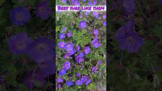 Rozanne Geranium shortvideo shorts shortsfeed garden pacificnorthwest [upl. by Amikay]