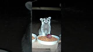 Raccoon eating grapes raccoon animal nature [upl. by Linder]