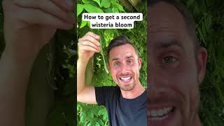 How to summer prune wisteria wisteria gardening garden gardeningtips gardenideas gardener [upl. by Raseda]