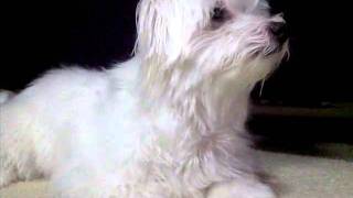 Dog Breathing Problem Chronic Bronchitis [upl. by Nevada]