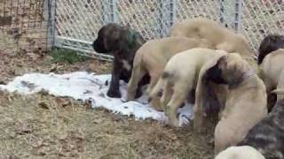 mastiff puppies 8 weeks old [upl. by Chemush]