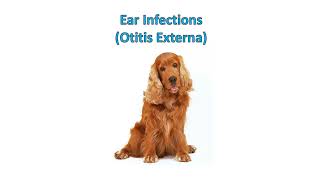 Ear infections Otitis  in dogs Causes Clinical signs symptoms Diagnosis Treatment Prognosis [upl. by Ester]