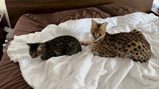 Serval on the Bed [upl. by Hplodnar]