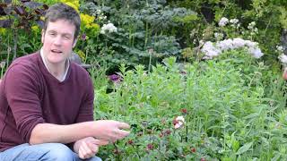 Easy Garden Plant Astrantia [upl. by Ecyob908]