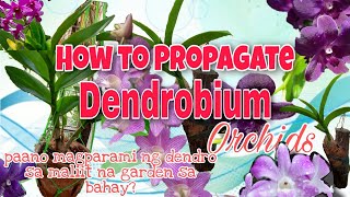 How to GrowPropagate Dendrobium Orchids Paano Magparami ng Dendrobium Orchids [upl. by Zerimar]