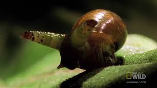 Lumaca Zombie  Zombie Snails Worlds Deadliest by Nat Geo WILD [upl. by Kendra]