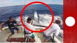 Fisherman narrowly avoids being impaled by huge marlin Australia [upl. by Mezoff760]