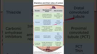 Diuretics and their sites of action [upl. by Atselec624]