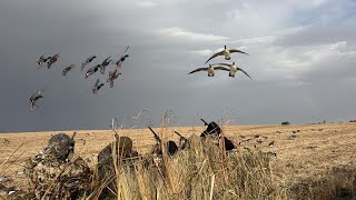 Bean Field Duck Hunting Stud Greenheads [upl. by Hollah503]