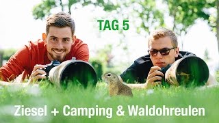 Ziesel Camping amp Waldohreulen  Roadtrip Tag 5 [upl. by Dafna431]