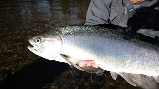 Ole Ed with A Steelhead LIMIT  Bobber downs GOPRO [upl. by Nerrag]