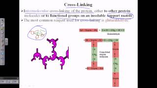 Enzyme cross linking [upl. by Noed931]