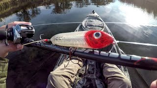 Fall Topwater Fishing Big Smallies And Pike [upl. by Morty]