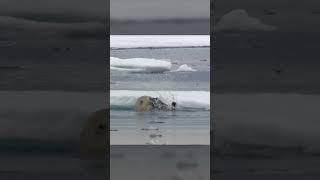 Polar Bears Stealty Ambush on a Seal From BBC Earth wildlife animals [upl. by Miki]