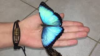 Most beautiful Butterflys in the world  Morpho peleides [upl. by Sinnelg374]