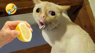 Ultimate Funny Cats and Dogs 😻🐶 Funniest Animals 😂 Part 10 [upl. by Gnouv657]