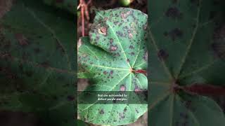 Understanding the Alternaria Leaf Spot disease in cotton plants… [upl. by Ilahsiav]