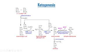 Ketone bodies metabolism [upl. by Ethelinda]