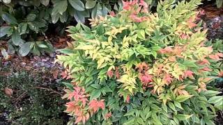 Mrs Fine Fettles Plant Picks Nandina domestica [upl. by Ynney764]