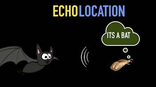 Echolocation amp SONAR [upl. by Llerred]