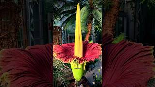 Corpse Flower Time Lapse  shorts motivation corpseflower biggest flowers blooming [upl. by Gean]