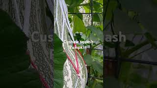 Cushaw squash pumpkin on cattle panel trellis [upl. by Holds573]