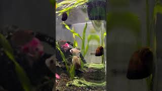 Nerite Snail Nature’s Algae Cleaner in Action 🐌✨ Aquarium youtubeshorts aquaterrarium [upl. by Toback]